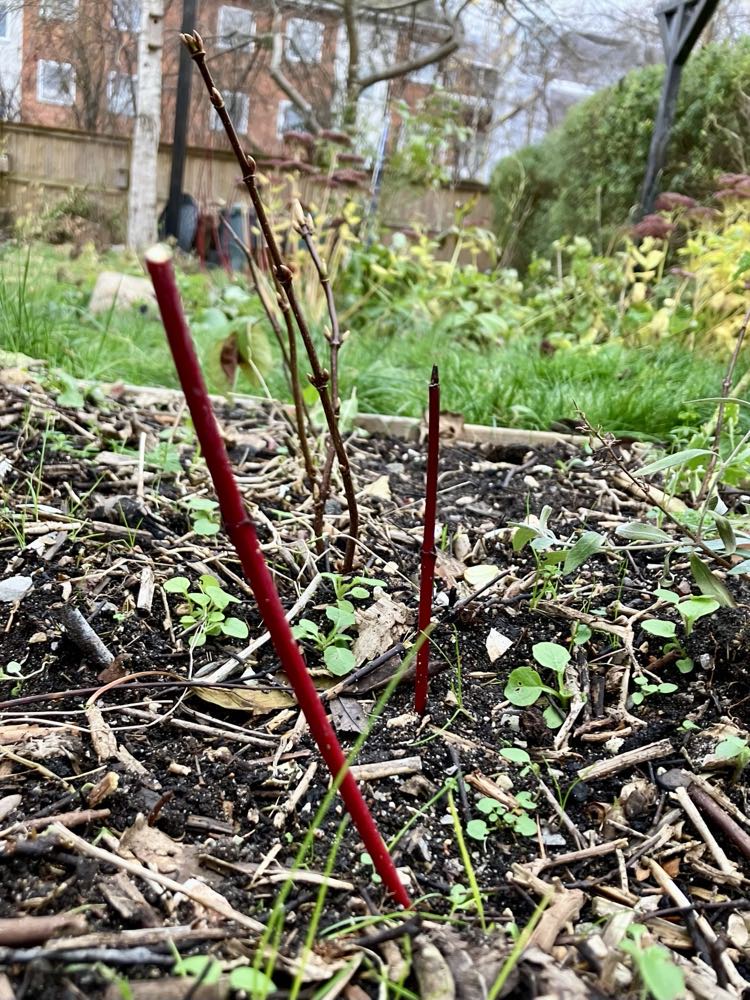 Stiklingeformering af buske