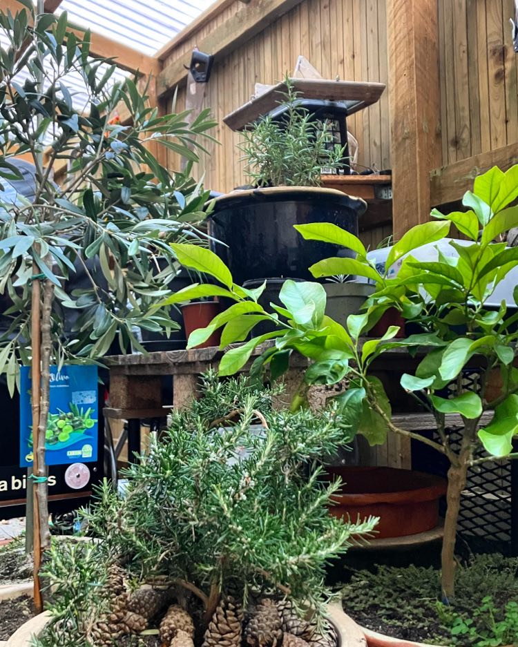 Middelhavsplanter til overvintring