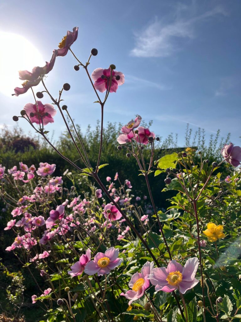 Billede af høstanemoner