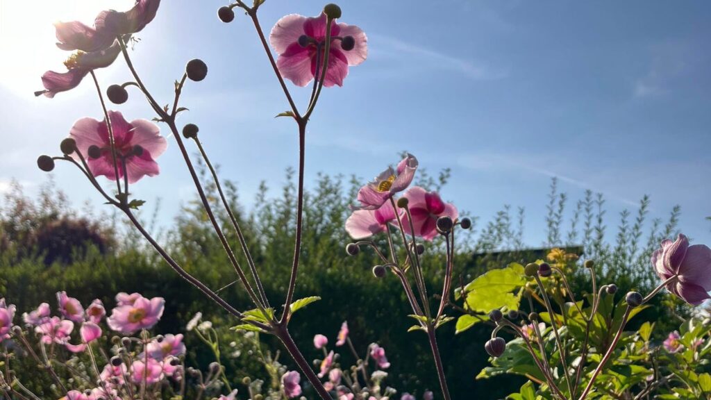 Billede af høstanemoner