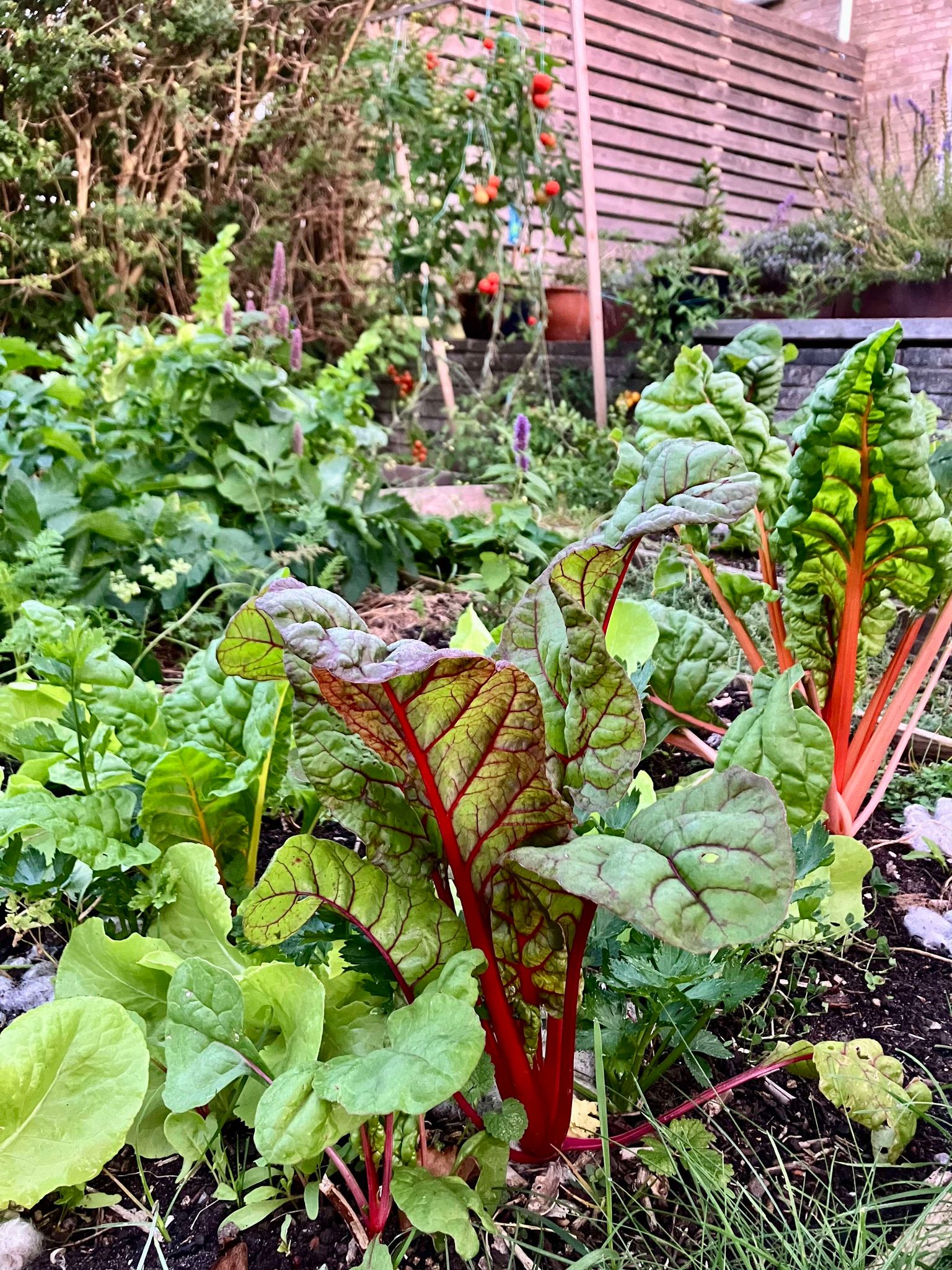 Køkkenhave i september